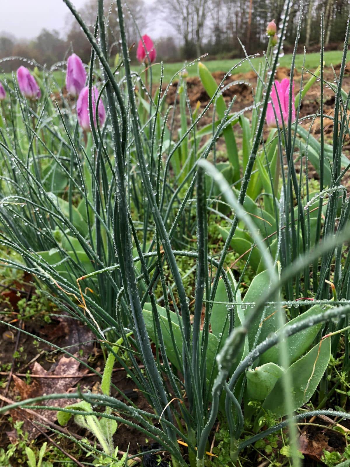 Tulips blooming in spring