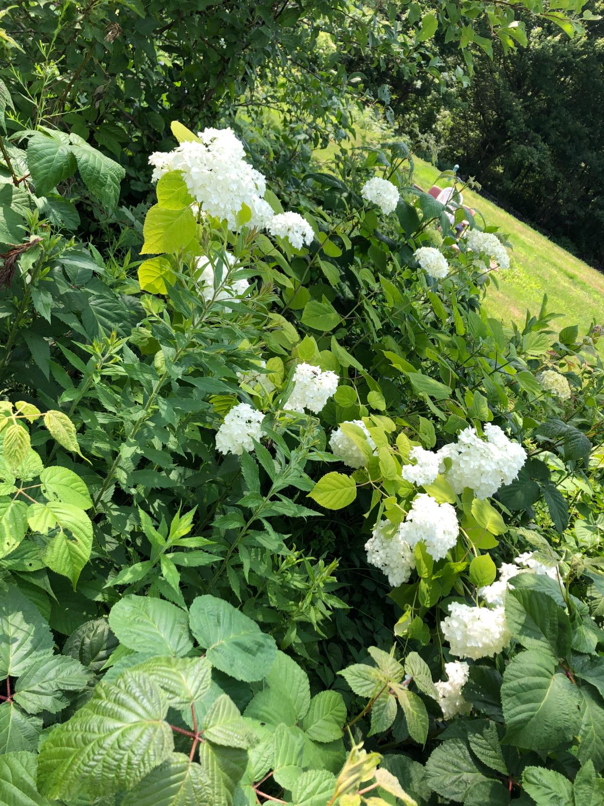 Hydrangea planted in the fall