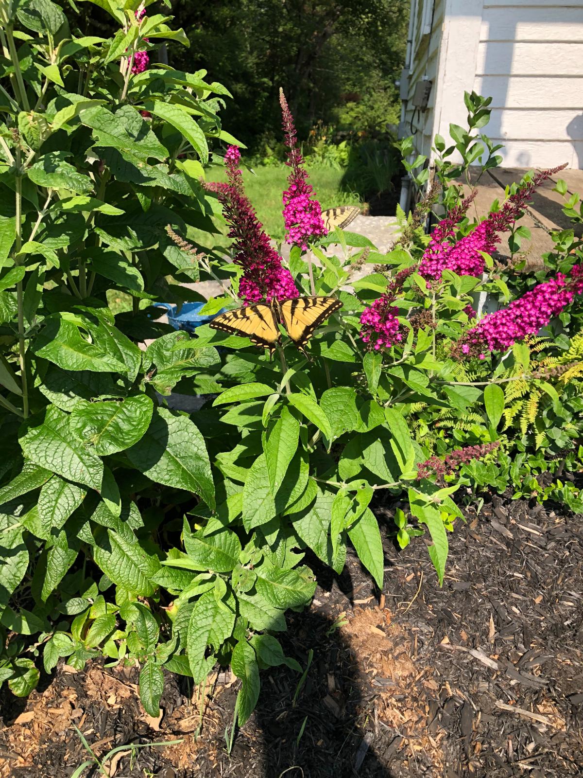 Butterfly bush with a butterfly