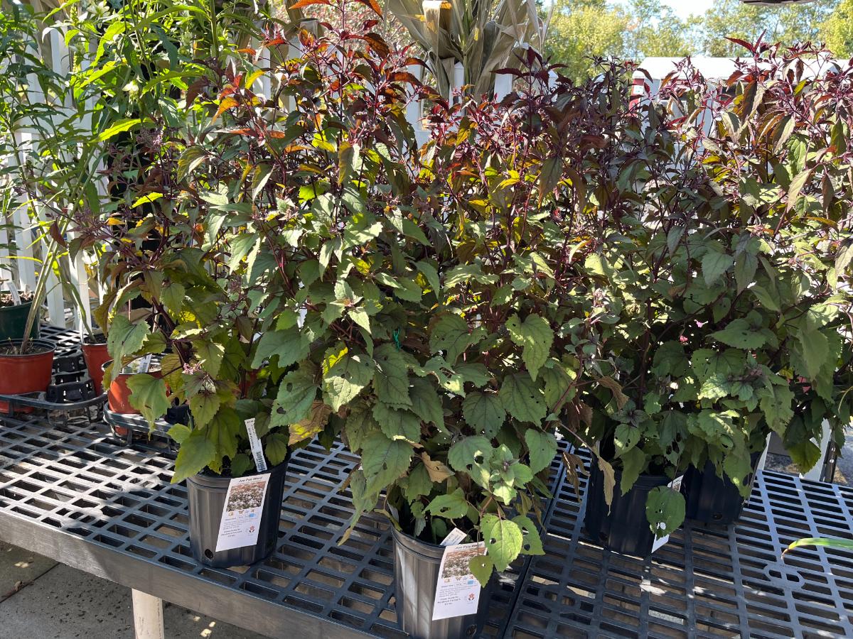 Perennials on sale in fall