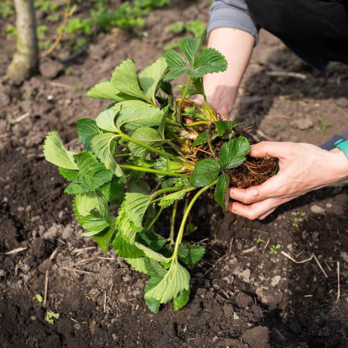 A gardener is ready to plant a strawberry plant.