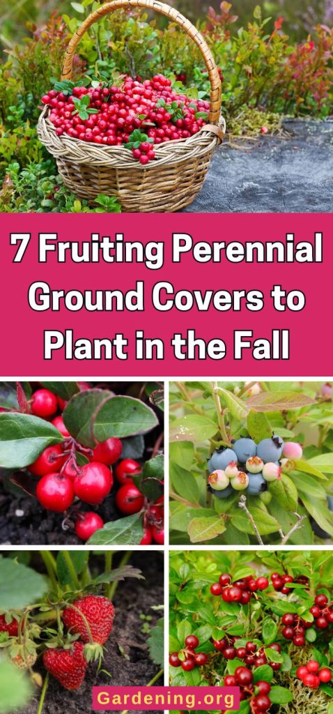 7 Fruiting Perennial Ground Covers to Plant in the Fall pinterest image.