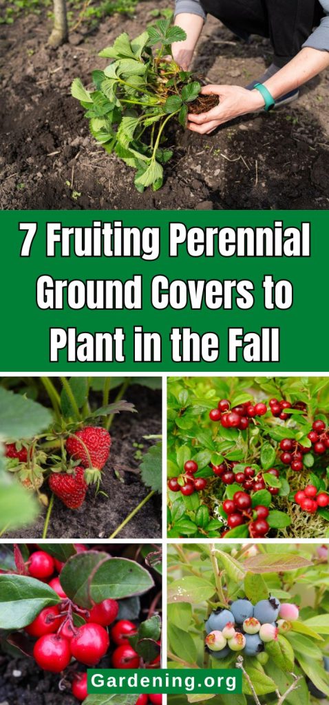 7 Fruiting Perennial Ground Covers to Plant in the Fall pinterest image.