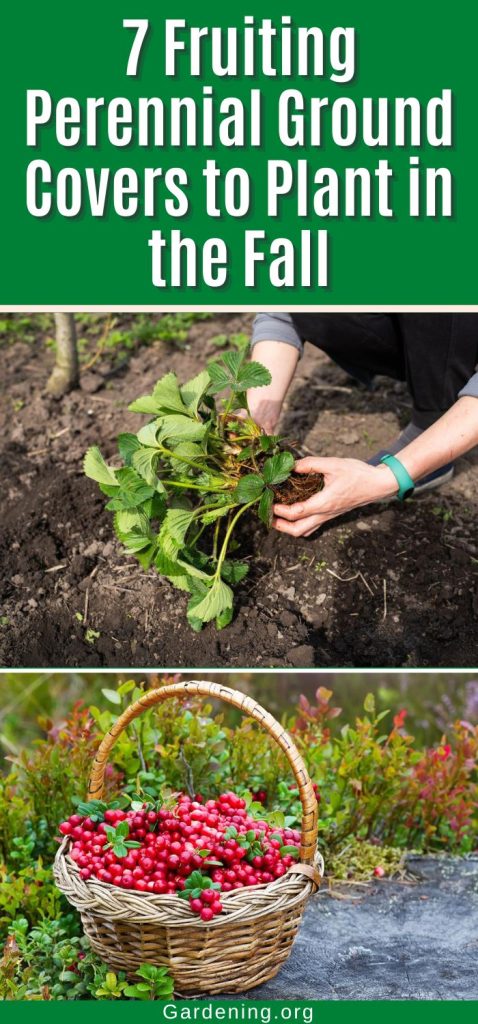 7 Fruiting Perennial Ground Covers to Plant in the Fall pinterest image.