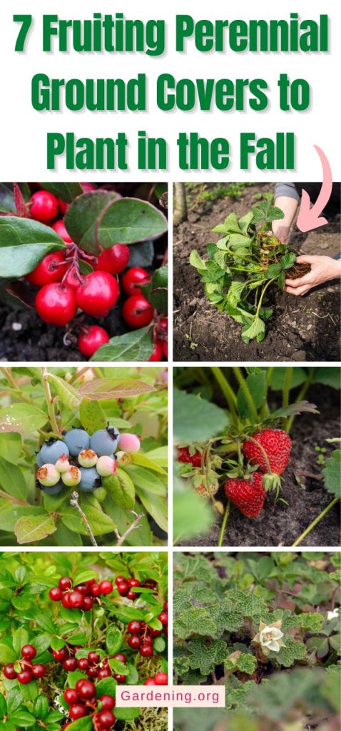 7 Fruiting Perennial Ground Covers to Plant in the Fall pinterest image.