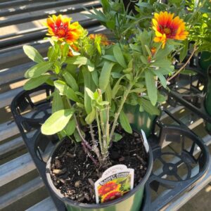 A blanket flower in a pot.