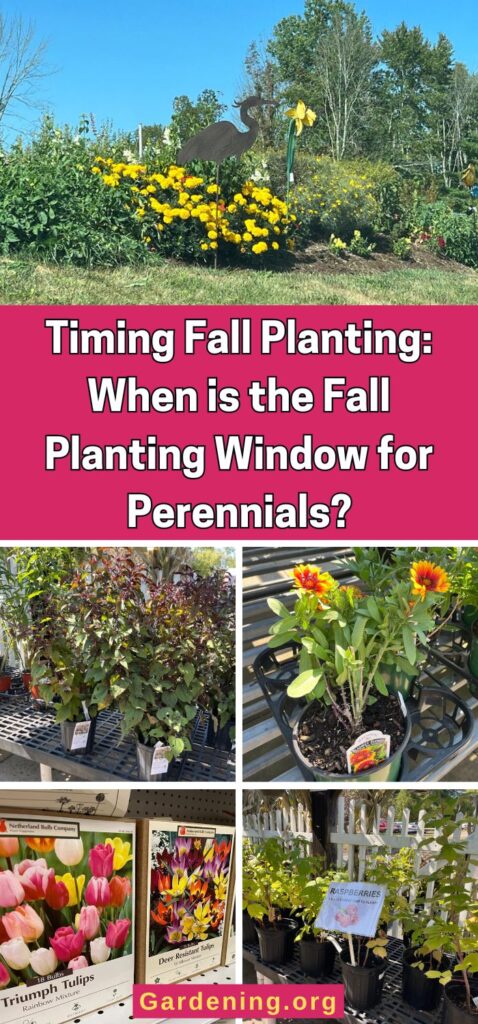 Timing Fall Planting: When is the Fall Planting Window for Perennials? pinterest image