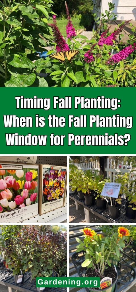 Timing Fall Planting: When is the Fall Planting Window for Perennials? pinterest image