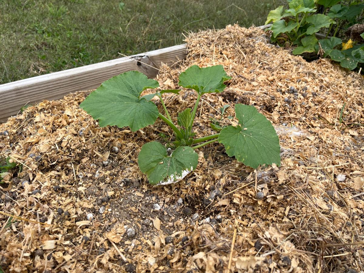 Summer squash for a fall harvest