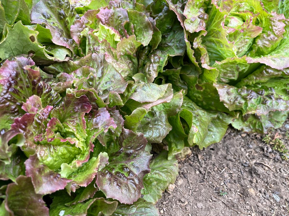 Fall planted lettuce