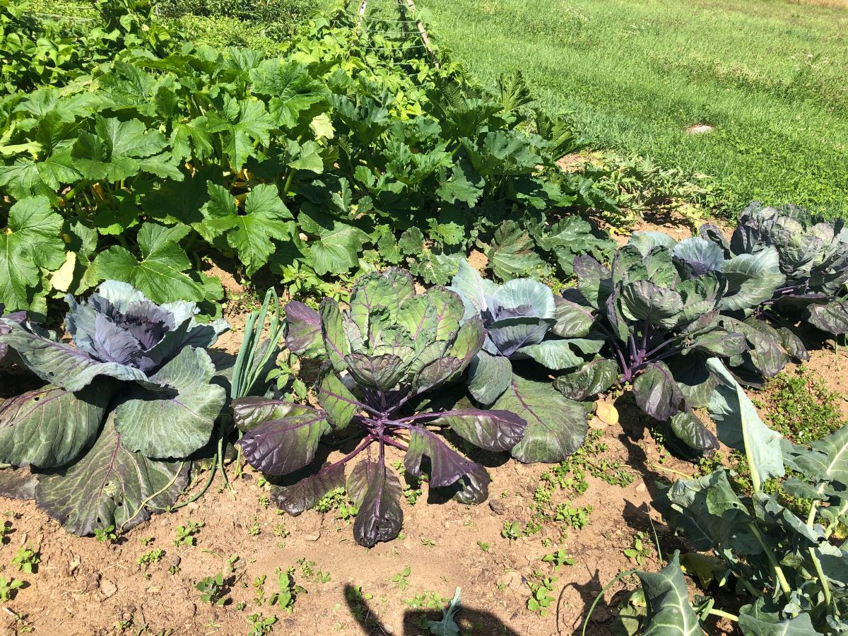 Cabbage growing in the fall