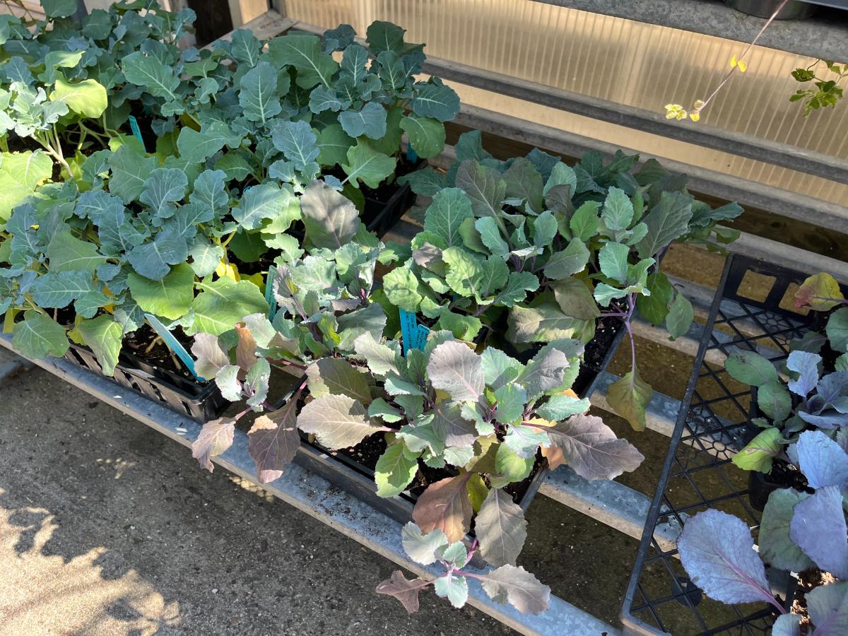 Brassicas in a garden center ready for fall planting