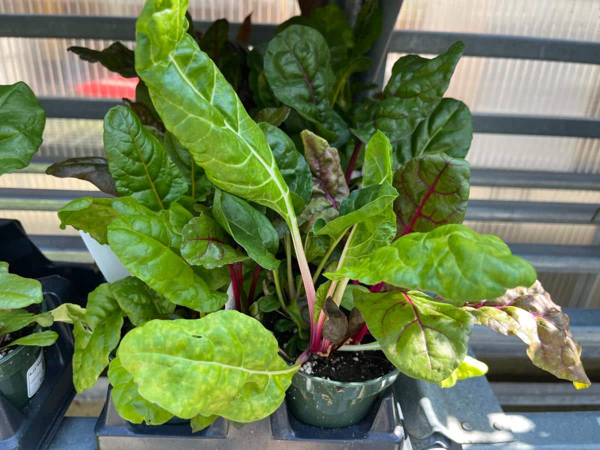 Chard for fall planting