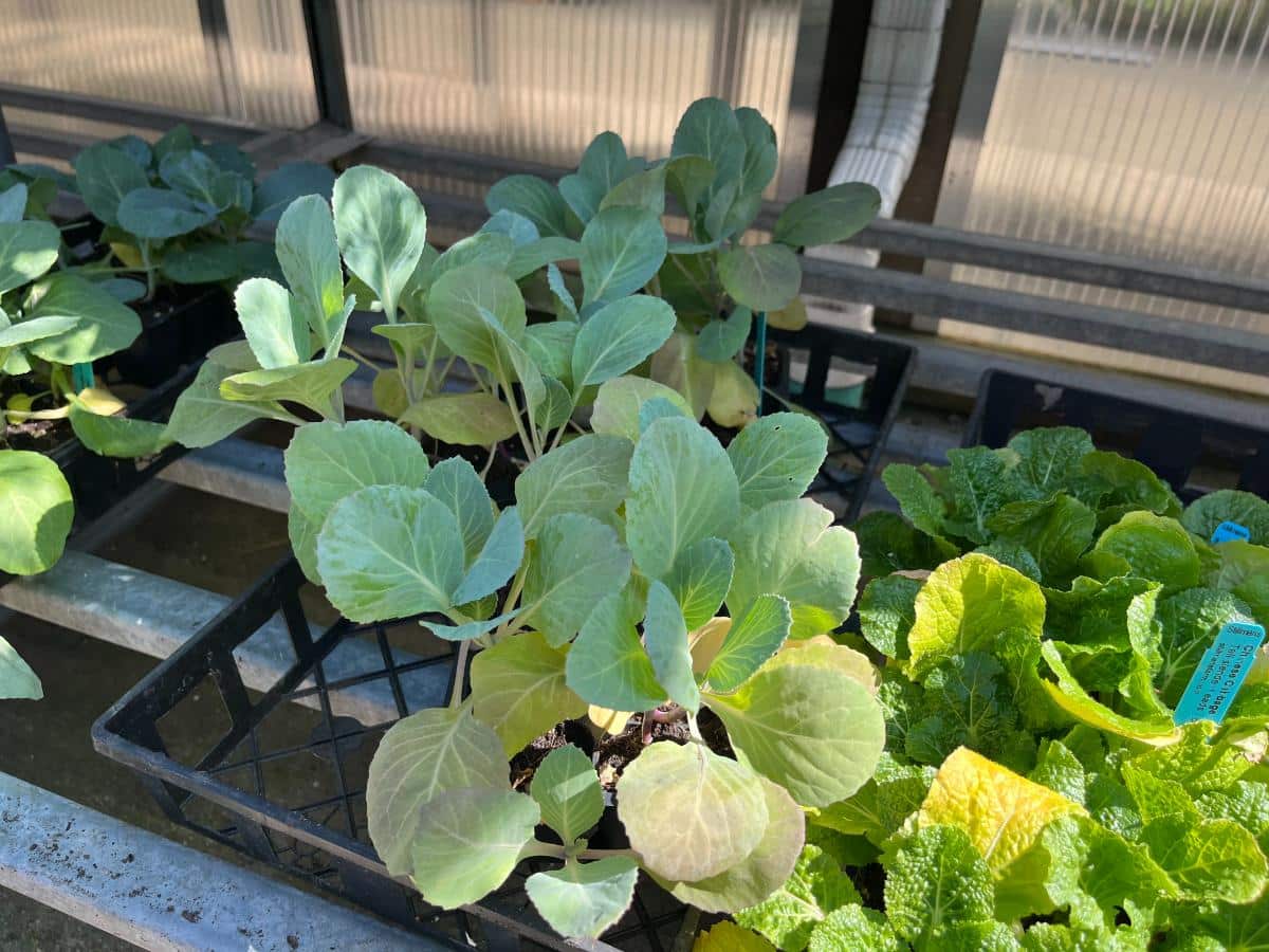 Fall planted brassicas