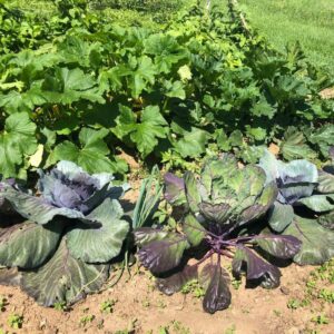 Fall vegetable garden.