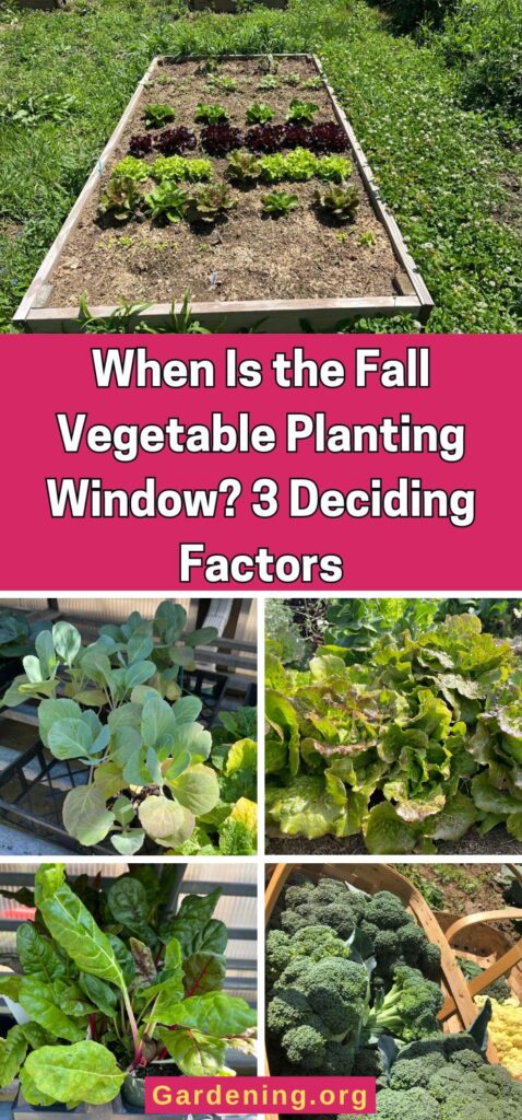 When Is the Fall Vegetable Planting Window? 3 Deciding Factors pinterest image.