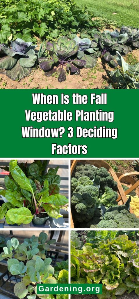 When Is the Fall Vegetable Planting Window? 3 Deciding Factors pinterest image.