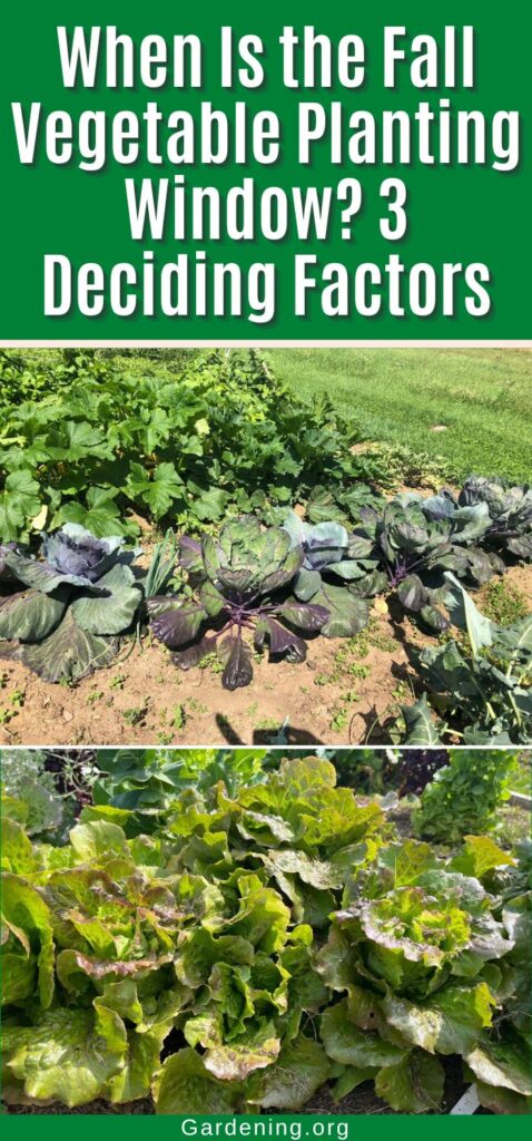 When Is the Fall Vegetable Planting Window? 3 Deciding Factors pinterest image.