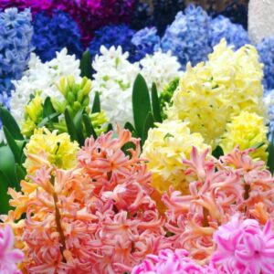 Beautiful. colorful Hyacinths in full bloom.