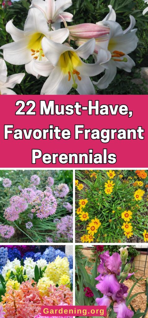 22 Must-Have, Favorite Fragrant Perennials pinterest image.