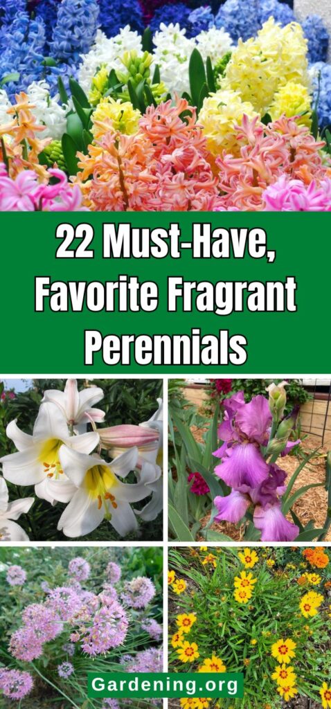 22 Must-Have, Favorite Fragrant Perennials pinterest image.
