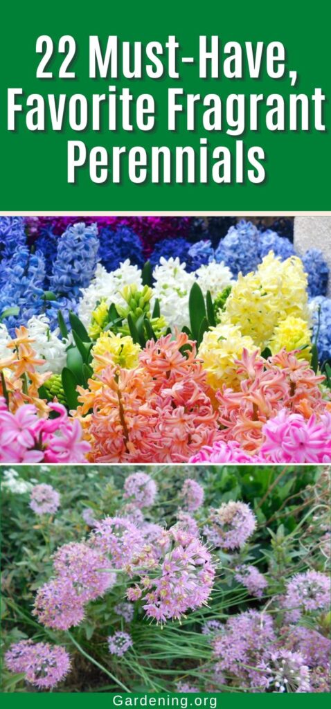 22 Must-Have, Favorite Fragrant Perennials pinterest image.