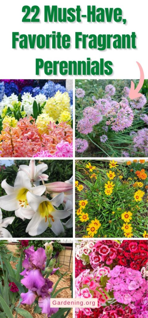 22 Must-Have, Favorite Fragrant Perennials pinterest image.