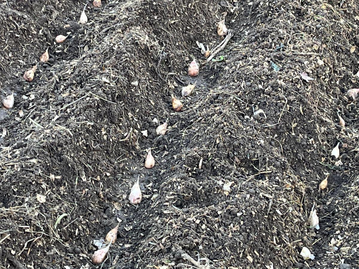 Garlic cloves planted in the fall