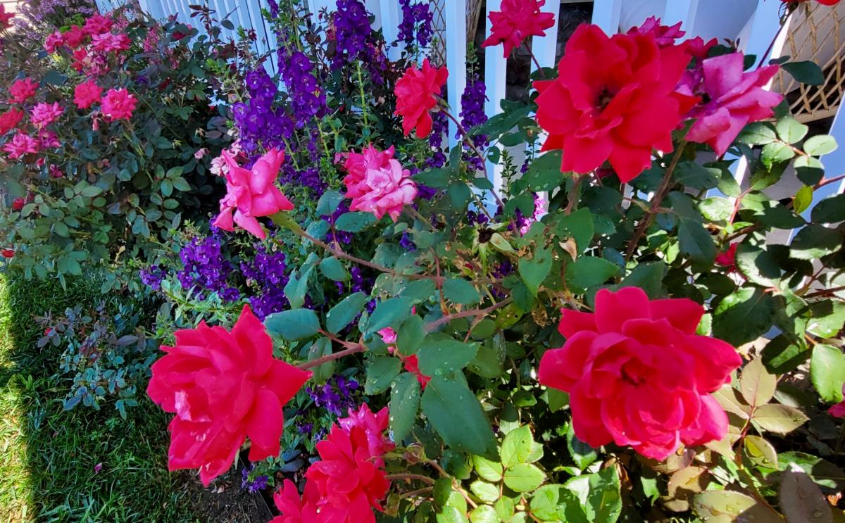 Knock Out rose bush