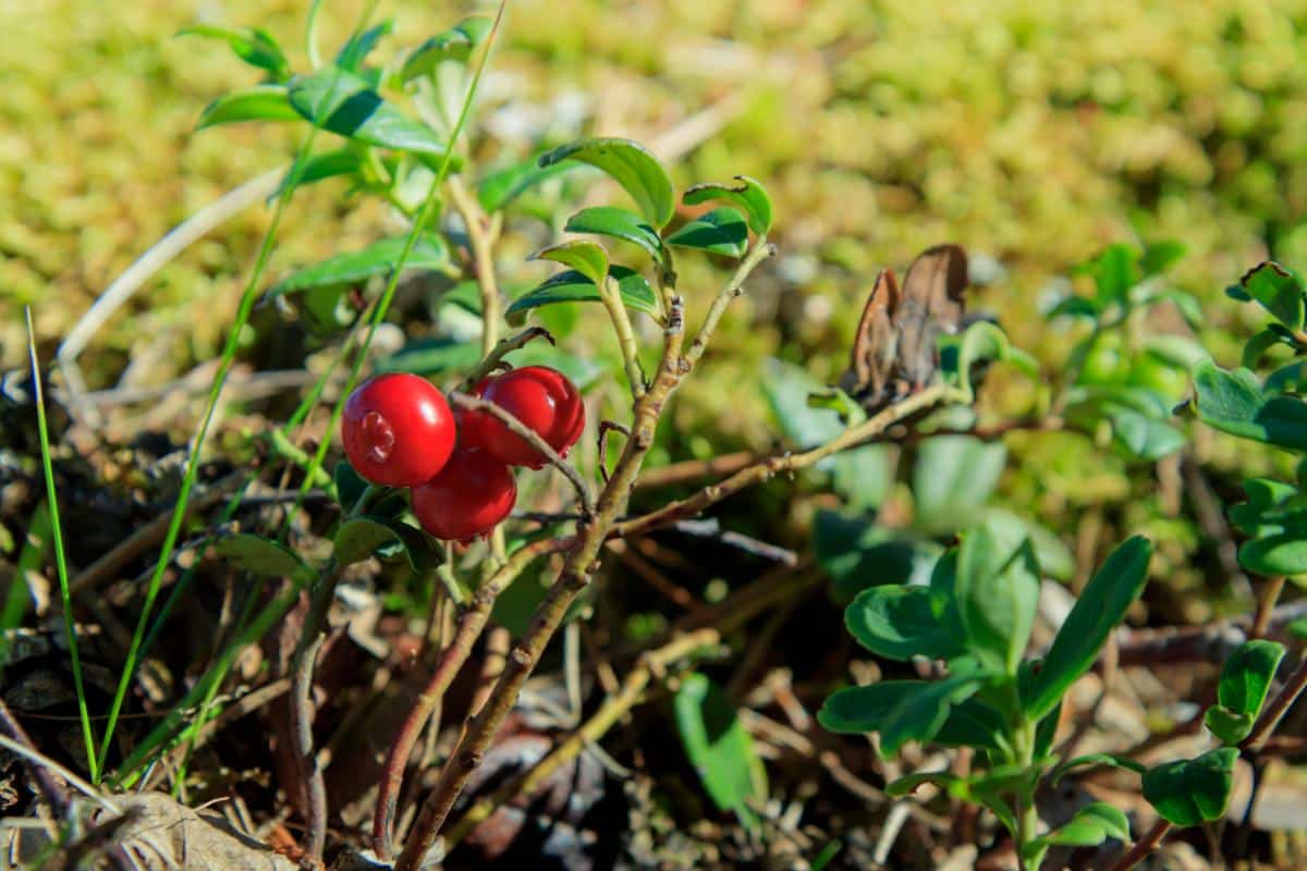 Lingonberry plants