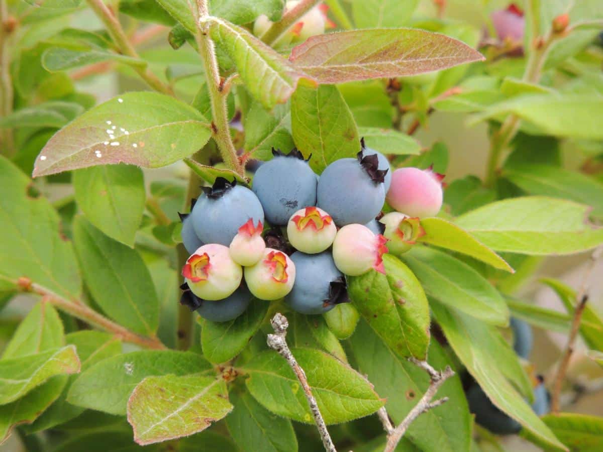 Low bush blueberry plants