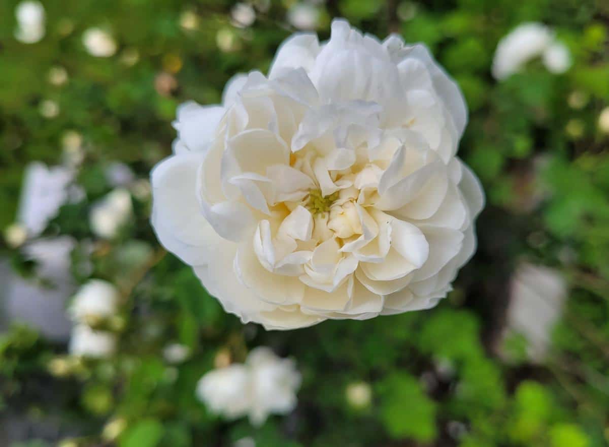 Old garden rose variety, Madame Pantier