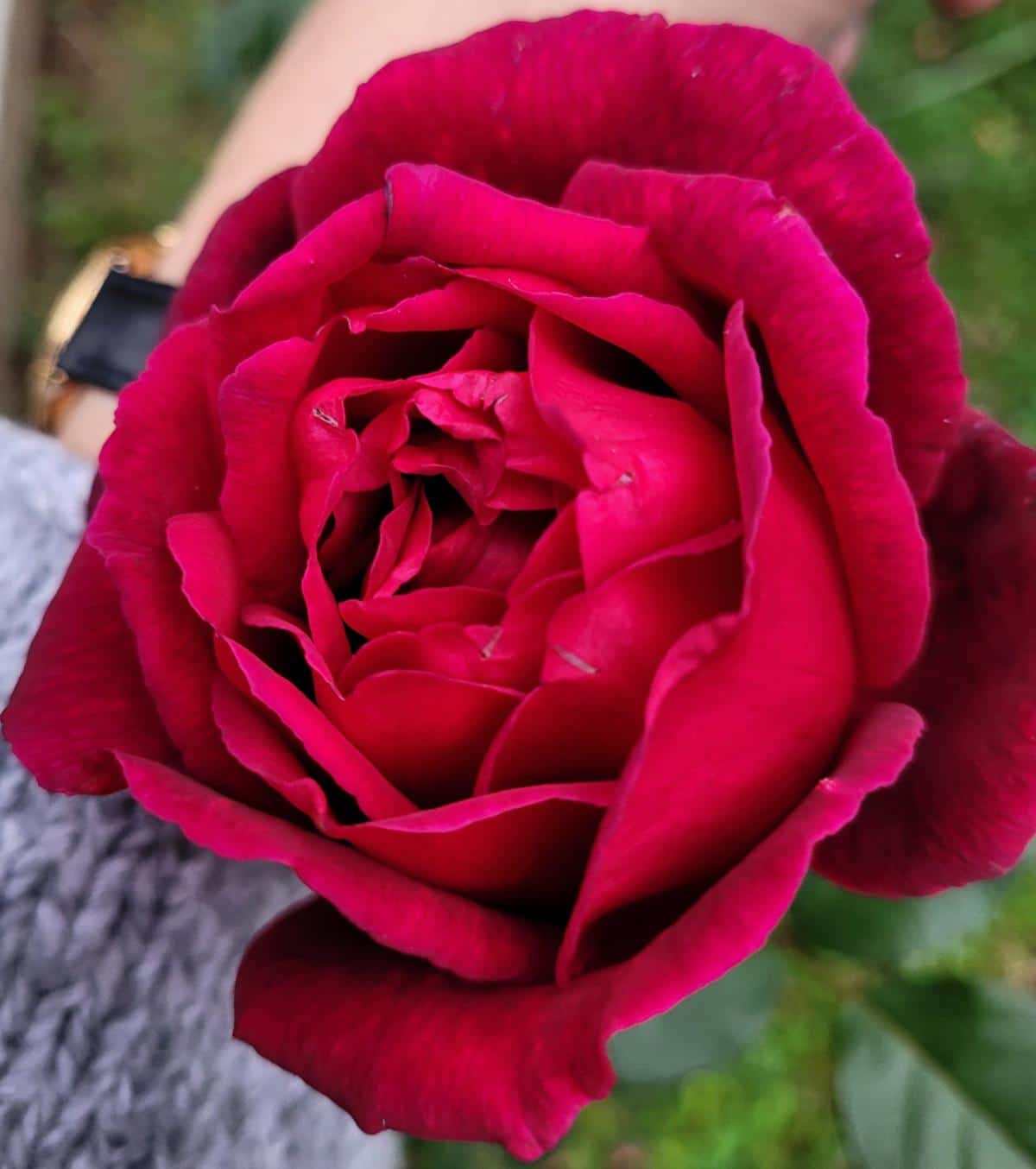 Mr. Lincoln rose variety
