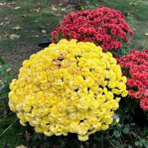 Yellow and red mums in full bloom.