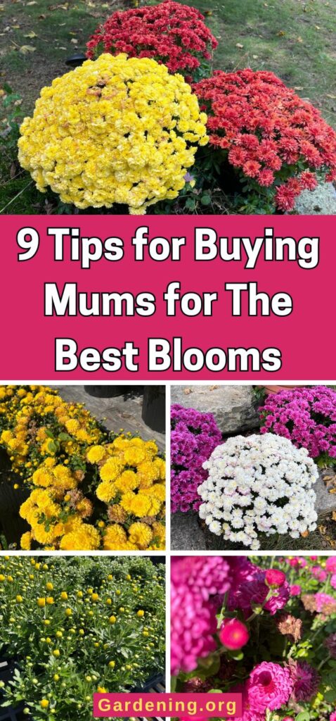 9 Tips for Buying Mums for The Best Blooms pinterest image.