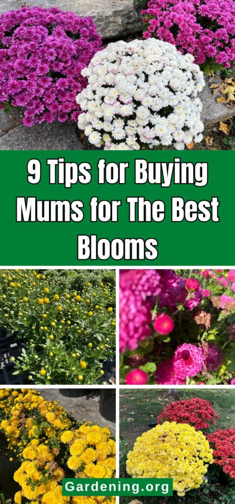 9 Tips for Buying Mums for The Best Blooms pinterest image.