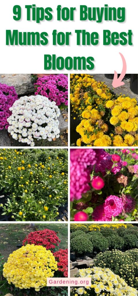 9 Tips for Buying Mums for The Best Blooms pinterest image.