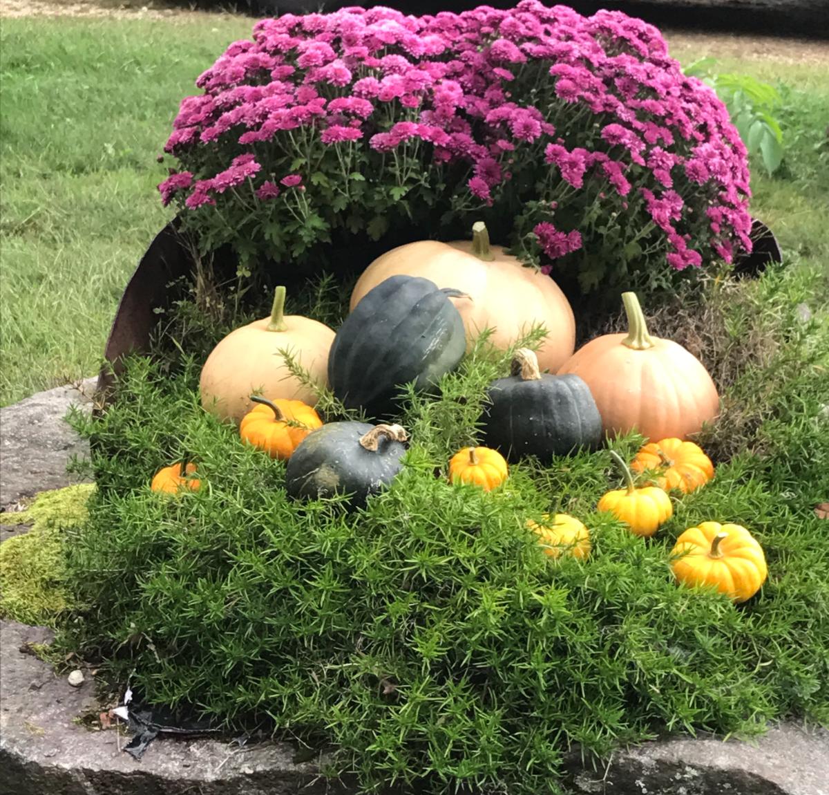 Purple mums with pumpkins