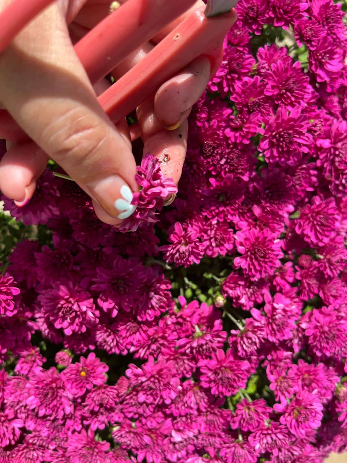 Deadheading fall mums