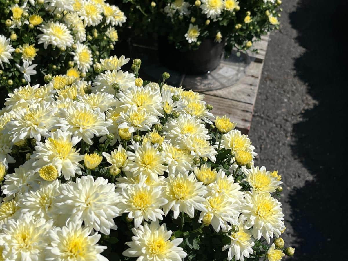 White and yellow mum blooms