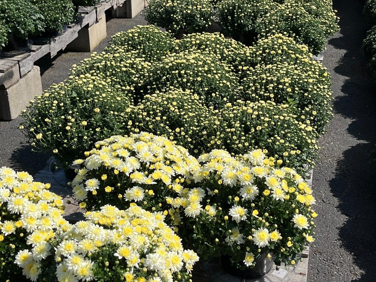 Mums for sale in the fall