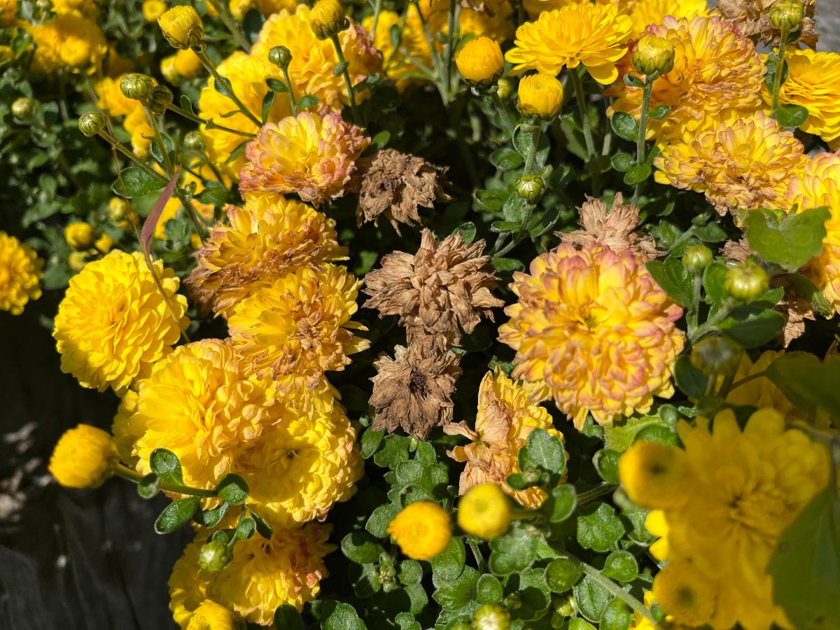 Dead and dying flowers on mums