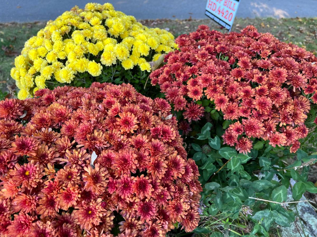 Fall mums in different colors