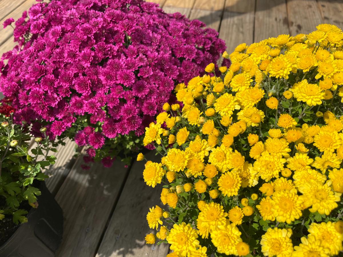 Mums in bloom