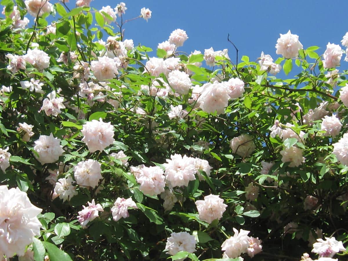 A climbing rose in full bloom