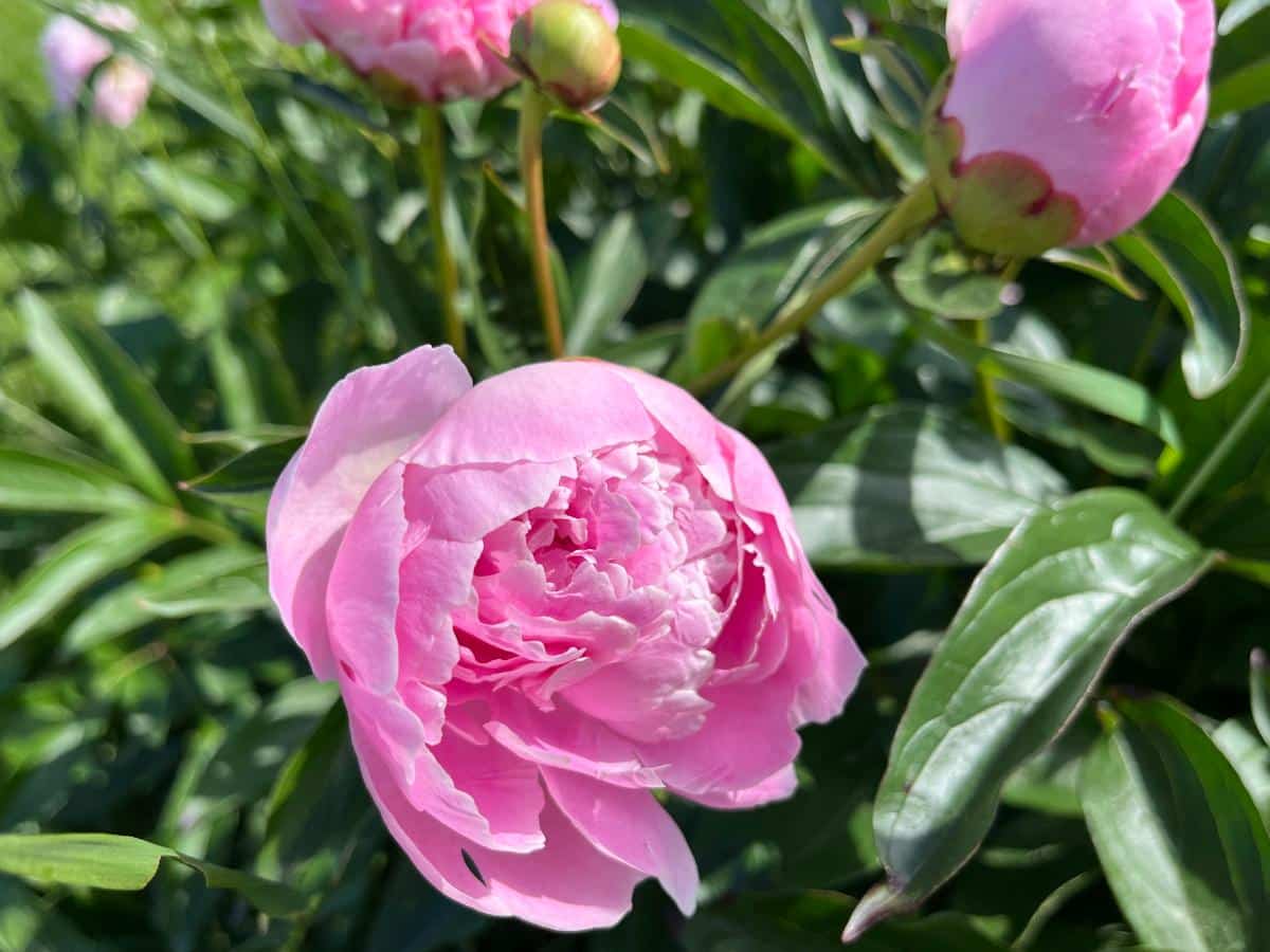 Peony flowers for drying