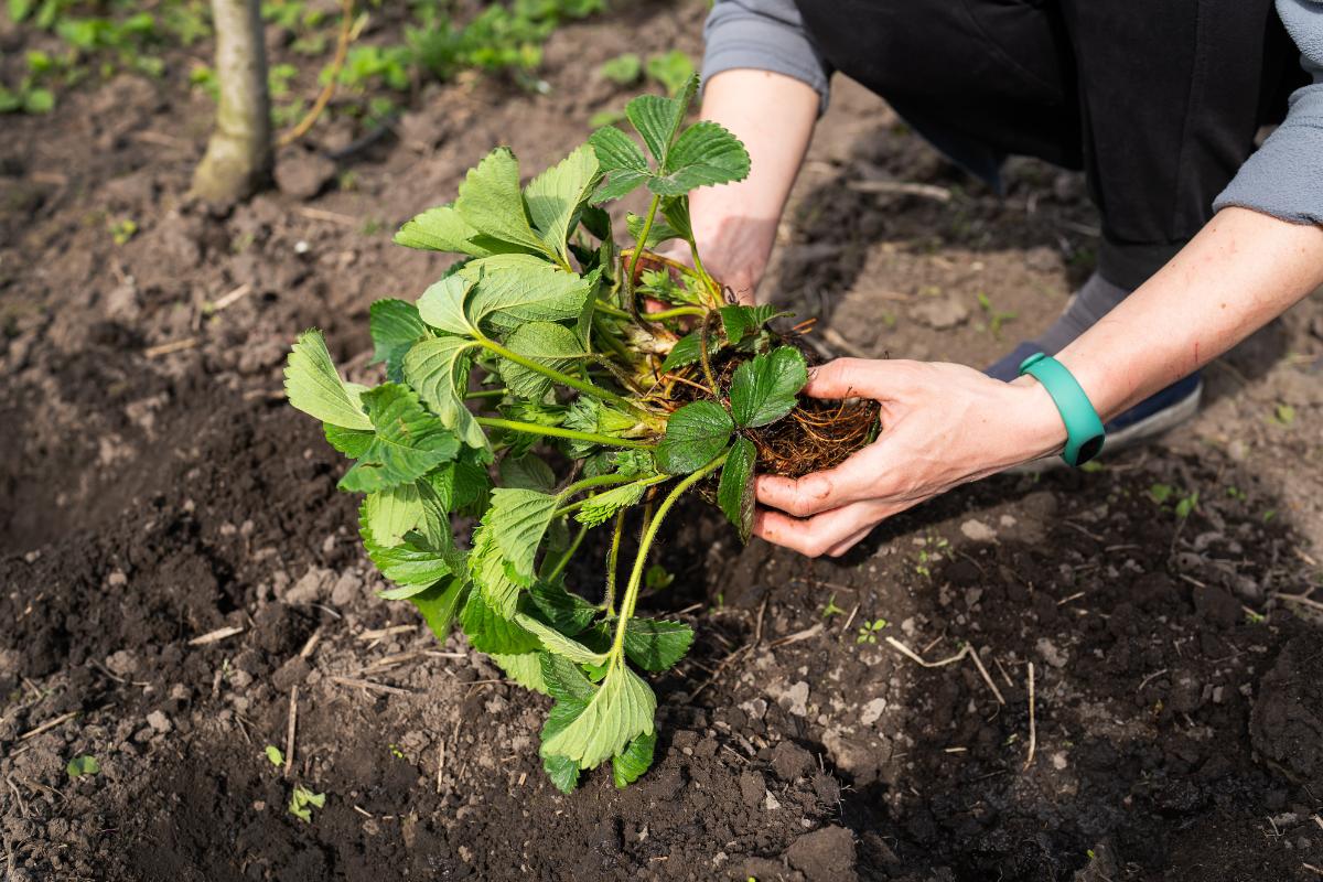 planting strawberry plants