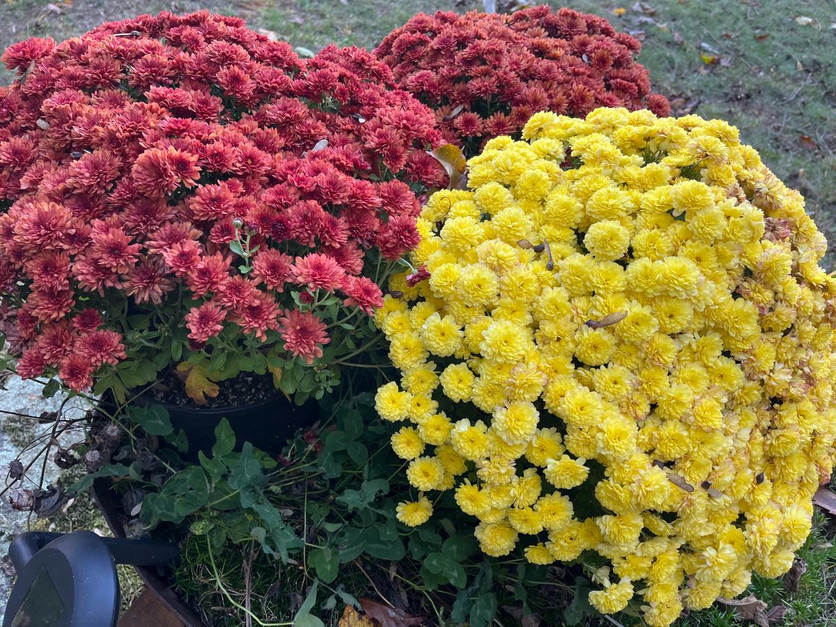 Fall mums in full bloom