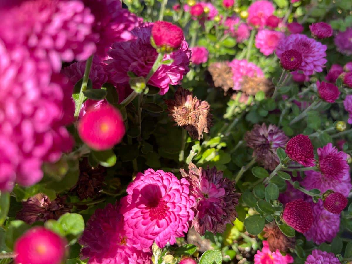 Deadheading mums