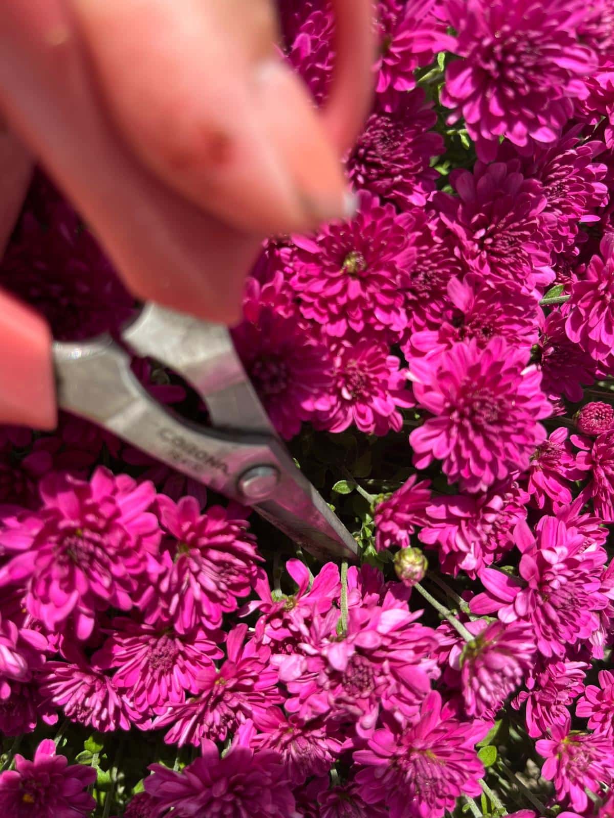 Thin nippers for pruning fall mums